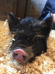 pig in sawdust