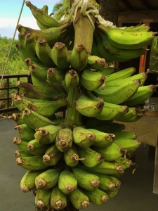 banana harvest